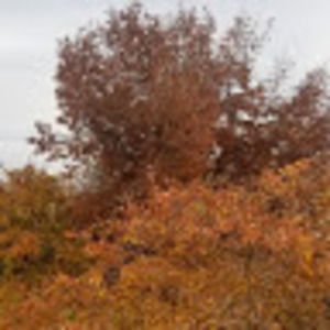 Meet your Posher, Sean